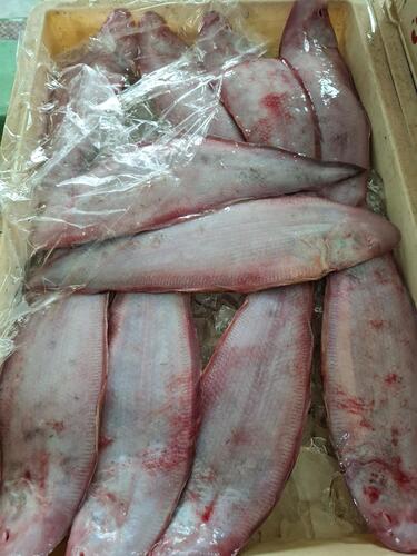 アカシタビラメ大サイズ10入約3kg(底曳)