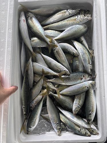 丸アジ約5kg(定置)