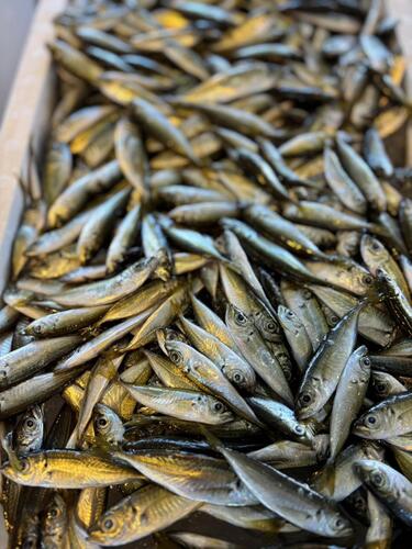 小アジ仁丹　約2kg(定置)