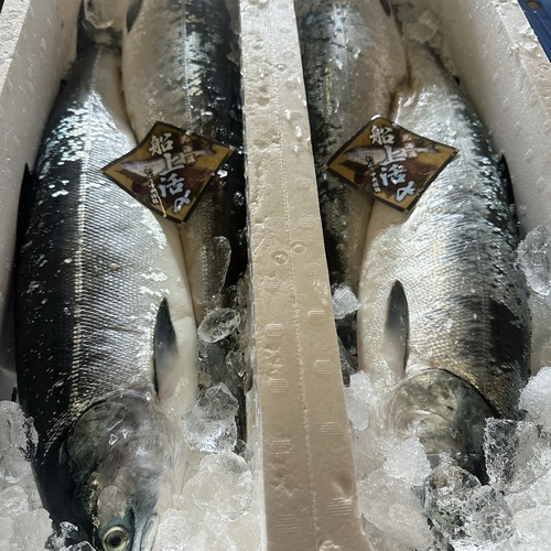活〆サケ（時不知）1,5kgup/2入約3.7kg(沿岸)
