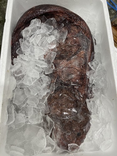 オオカミウオ2入約8.5kg(沿岸)
