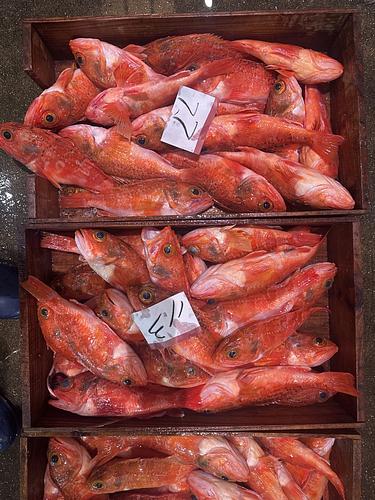 ユメカサゴ400g〜200g約7kg(釣)