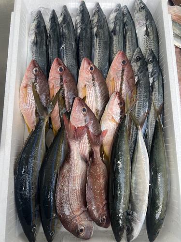 鮮魚BOX約5kg(定置)
