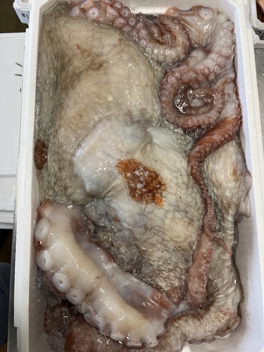活〆ミズダコ足3本無し1入約11.7kg(底曳)