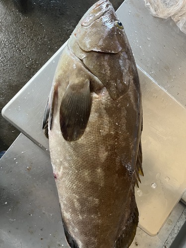 クエ1入約9.1kg(延縄)