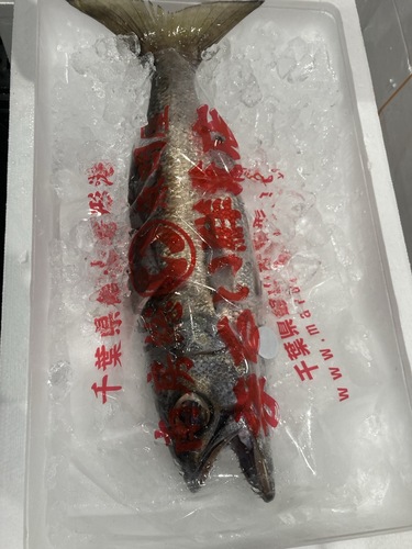 クロムツ1入約1.5kg(釣)
