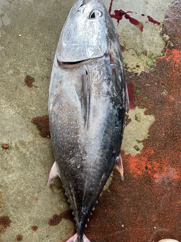 メジマグロ1入約4.8kg(定置)