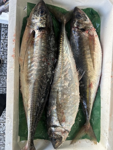活〆マアジ1入約1.2kg
