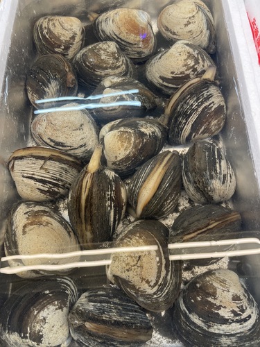 ホッキ貝(沿岸)