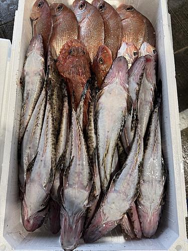 鮮魚BOX約5.5kg(底曳)