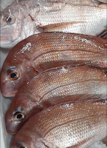 活〆マダイ(釣)