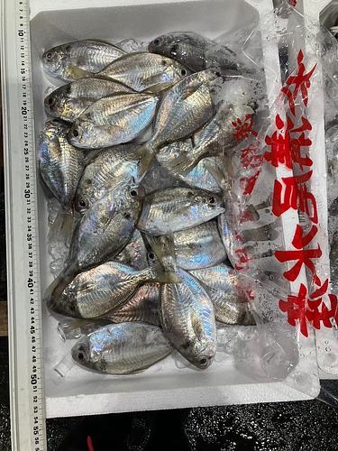 イボダイ20入約2kg(巻網)