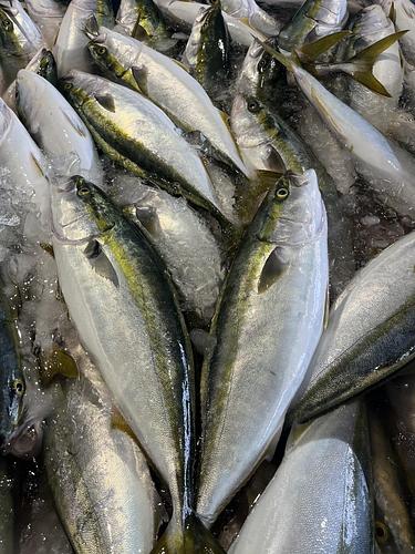 活〆ハマチ(天然)4入約13.5kg(巻網)