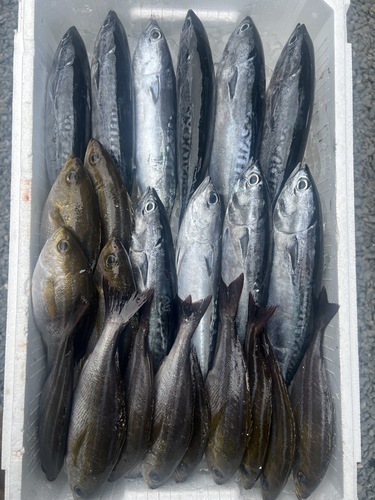 鮮魚BOX約5.3kg(定置)