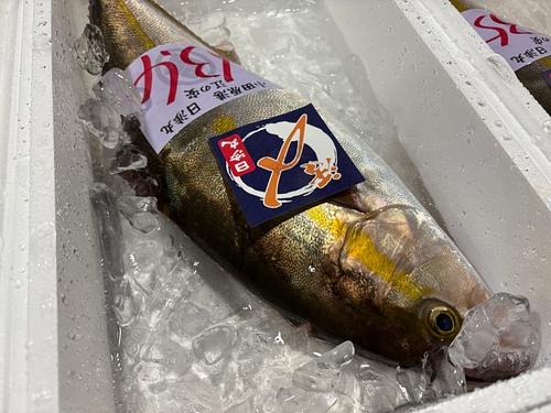 カンパチ(定置)