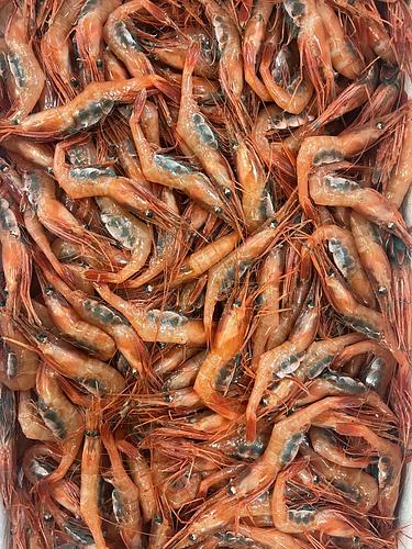 甘エビ子持ち約3.5kg(底曳)