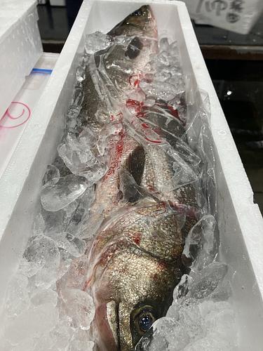 スズキ2入約5kg(底曳)