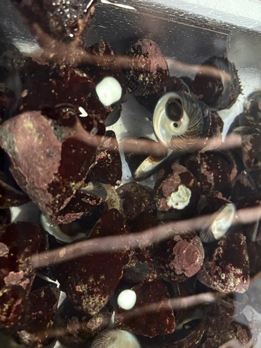 バテイラ(沿岸)