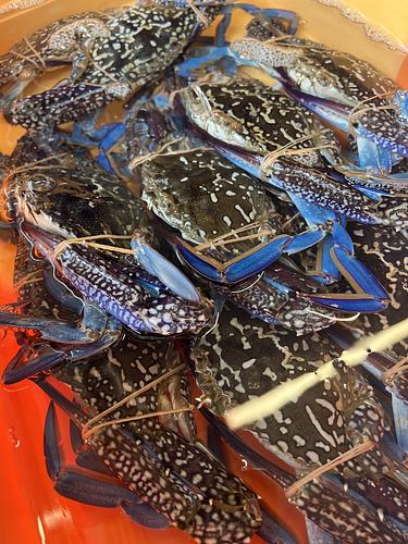 ガザミ大きめ10入約3.6kg(沿岸)