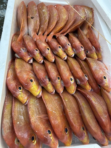 レンコダイ32入約10kg(底曳)