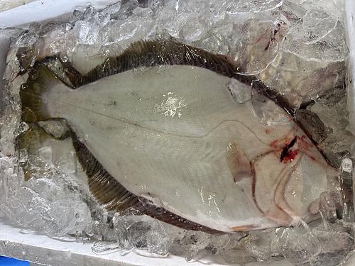 活〆ヒラメ3入約4.5kg(底曳)