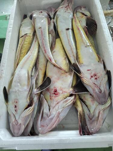マゴチサイズバラ10入約6.9kg(底曳)