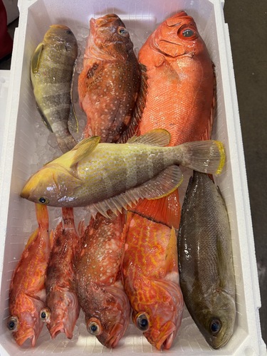 活〆鮮魚BOX約3.5kg(釣)