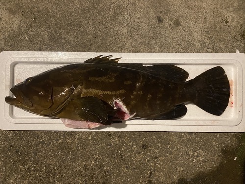 活〆クエ【内臓抜き】1入約8.5kg(銛突)