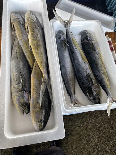 シイラ12-14k台5入約12kg(定置)