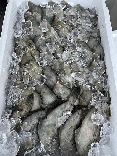 本カワハギ32入約5.5kg(定置)