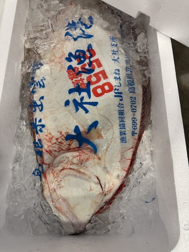 活〆ヒラメ(釣)