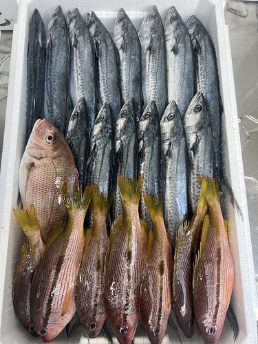 鮮魚BOX約5kg(定置)