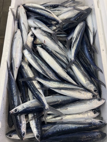 トビウオ60入約6kg(定置)