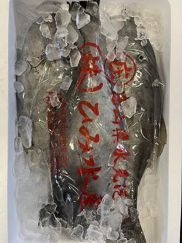 ウスバハギ3入約3.5kg(定置)