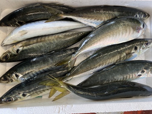 マルアジ10入約4.3kg(定置)
