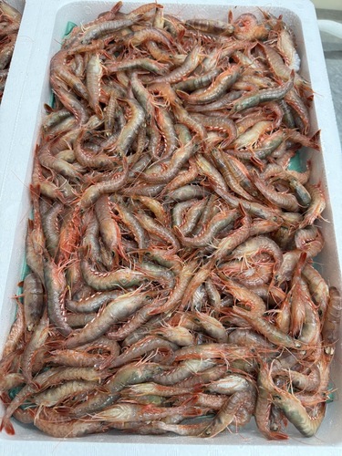 活〆カワツエビ約2kg(底曳)