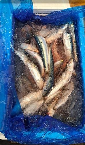 マイワシ80入位約3kg(底曳)
