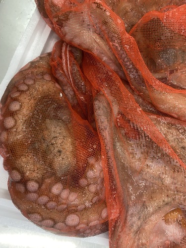 活マダコ6入約6.5kg(沿岸)