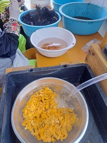 ウニ100g×5パック5入約0.5kg【業務用の鮮魚仕入れならウーオ】