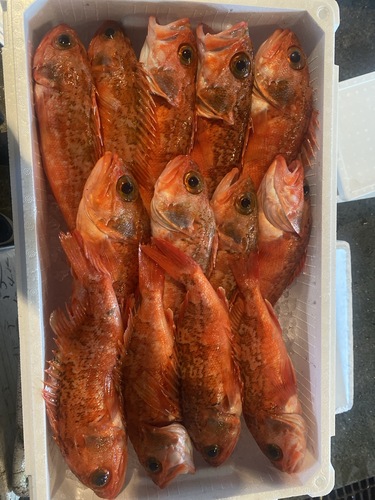 ユメカサゴ13入約5.3kg(釣)