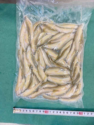 ホンモロコ冷凍(中) 500g/pc20入約10kg