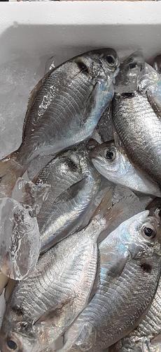 イボダイ(底曳)