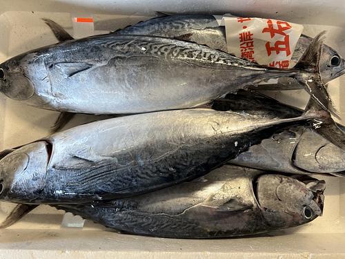 鮮魚BOX約5.7kg
