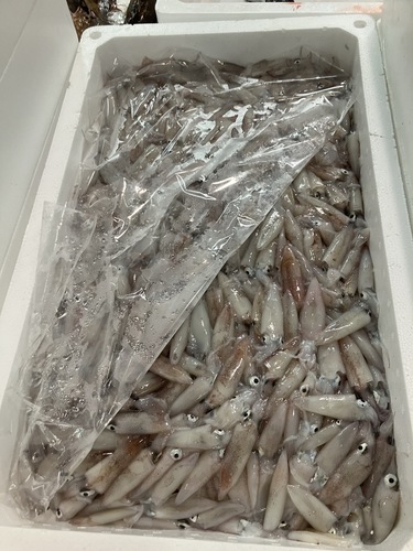 ケンサキイカバラ約3.5kg(底曳)