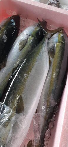 活〆ツバス8.5kg前後8入約8.5kg(釣)