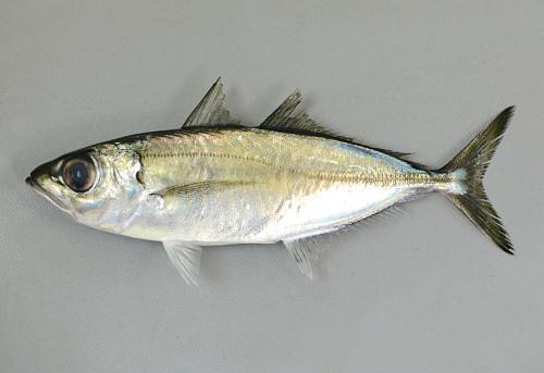 メアジ約5kg(定置)