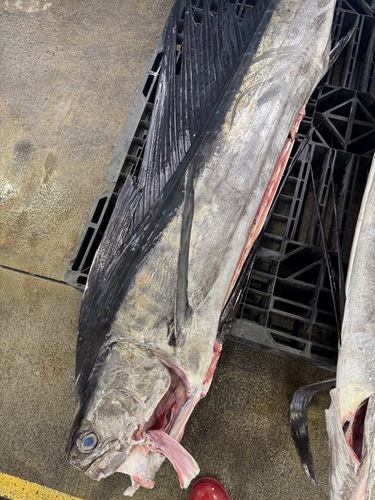 活〆バショウカジキ内臓処理済み1入約22kg(定置)