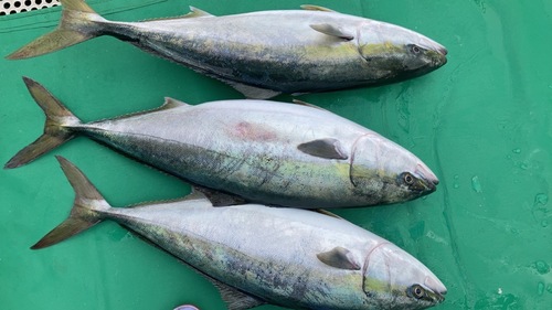 ワラサ9−12キロ台2入約10.5kg(定置)