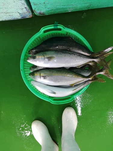 イナダ11−13キロ台4入約12kg(定置)