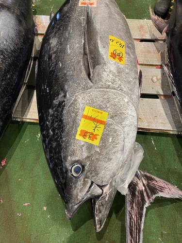 本マグロ腹上1入約6kg(定置)